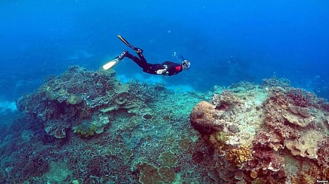 An ‘Underwater Garden’ Gets Revealed In Australia