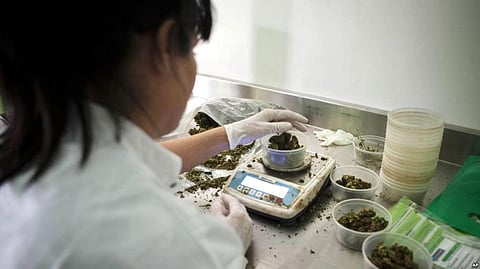 Israel Unanimously Approves Medical Marijuana Exports