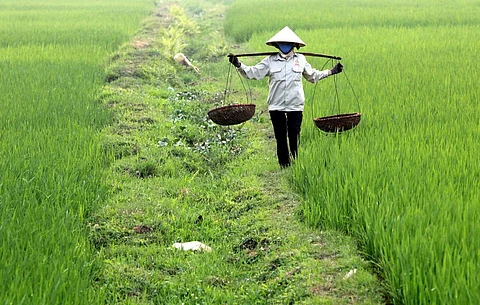 Researchers Look for Alternatives To Chemical Fertilizers for a Cleaner Environment