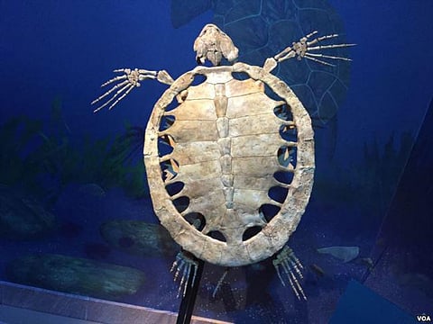 Angola Fossils Bring A New But Familiar Ocean in View