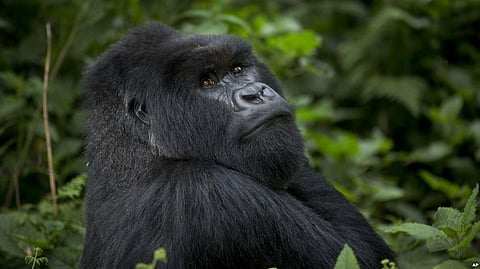 Conservation Win: Population Of Mountain Gorilla Goes Up