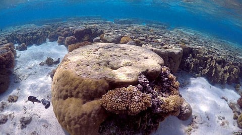Australia’s Great Barrier Reef To Get Help From Rescue Bot