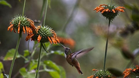 Next On Its Way To Extinction: Mountain Birds