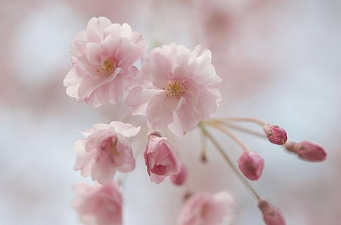 Japan Sees Unexpected Cherry Blossoms