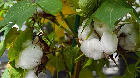 Farmers To Grow Modified Cotton With Its Seed Edible