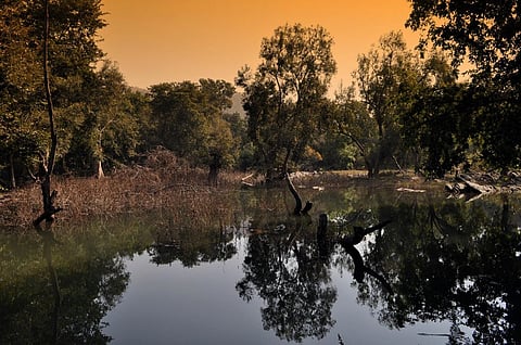 Wildlife at Risk Due to Mass Tourism: Biologists