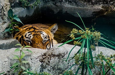 Nepal Saves Its Tiger Population, Doubles It