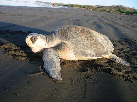 Sea Turtles Suffer Majorly Due to Plastic Traps