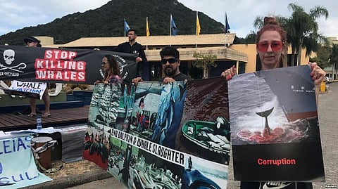 IWC Shuts Down A Proposal To Create A Sanctuary For South Atlantic Whales