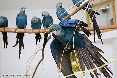 Spix’s Macaw Parrot from Brazil Is Now Extinct