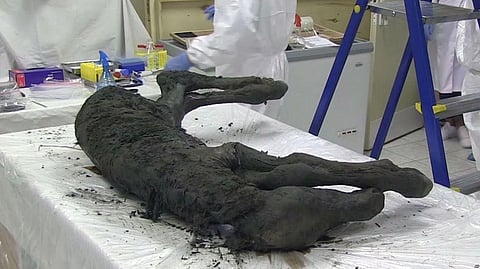 Russian Scientists Find Carcass of an Ancient Foal Perfectly Preserved in Siberia