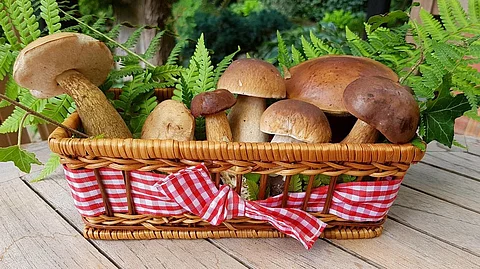 Here’s How Mushrooms can Help in the Treatment of Diabetes