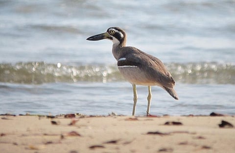 Rare Indigenous Australian Bird is Left with Only 12 Breeding Pairs