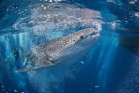 Here’s Why Man-made Pesticides Affect Marine Animals More