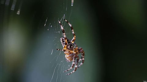 Electric Fields Used By Spiders To Take Flight: Research