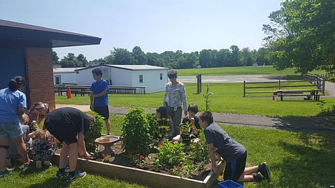 US Fifth Graders Learning Gardening And Help Save the Monarch Butterfly
