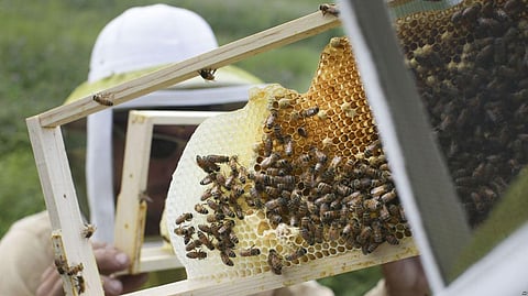 Honeybees Finding It Harder to Eat at America’s Bee Hot Spot