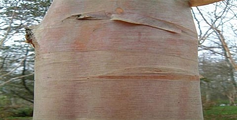 Pine Bark Helps in Fitness, Recovery: Study