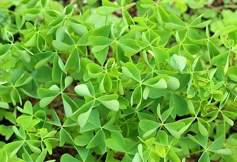 Team Led by Indian-Origin Scientist Converts Plant Matter Into Chemicals