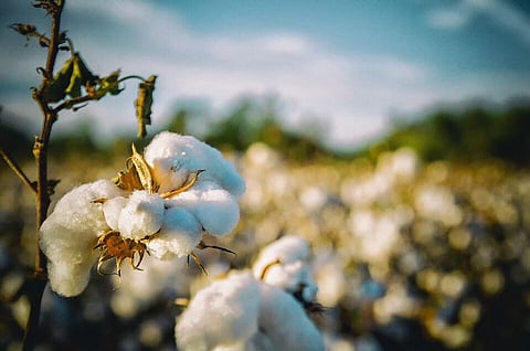 Eco-Friendly Fabric Demands Propel Organic Cotton Farming in India