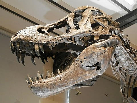 Missing Link Shown by Jurassic Fossil in Crocodile Family Tree