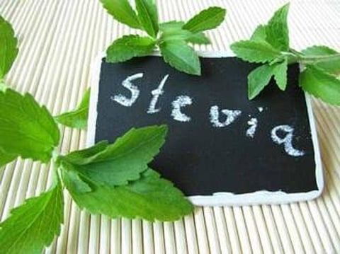 Surprising Health Benefits of The Sugar Substitute, Stevia