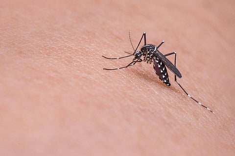 Decoded: Why Mosquitoes Bite You