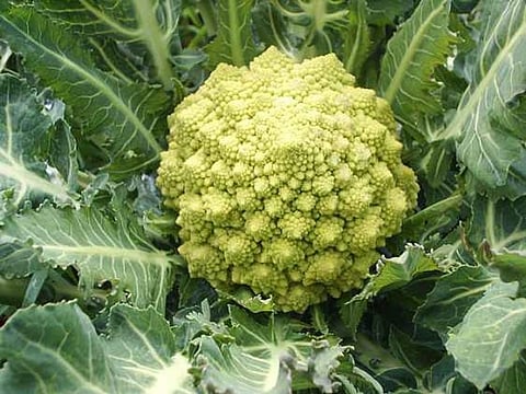How gut bacteria, broccoli can help keep colorectal cancer away