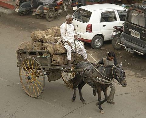 Delhi Government to ban entry and exit of horses