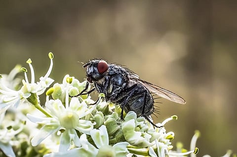 Houseflies Carry Hundreds of Harmful Bacteria That Spread Diseases, Reveals Study