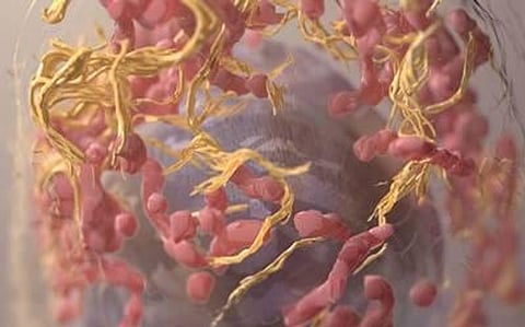 Reduce the Spread of Cancer With this Protein, According to Research by University of Guelph, Ontario