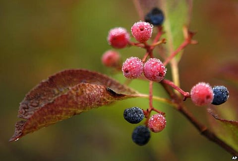 Over 7,000 people granted National Verification Cards (NVC) in Rakhine State of Myanmar