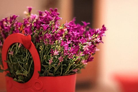 You Better Not Give These Flowers to the People you Love!  A Deeper look into Flowers and their Meanings