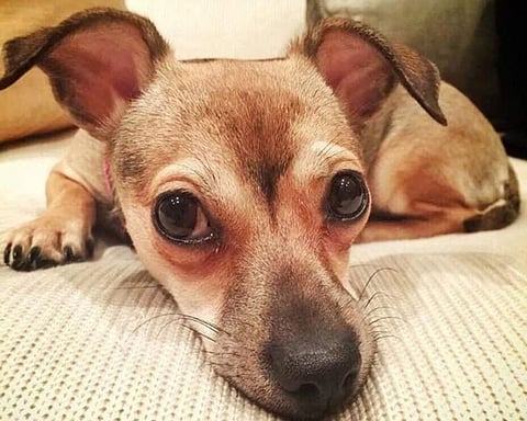Check out Instagram Profiles of Paw-some Indian Celebrity Pets!