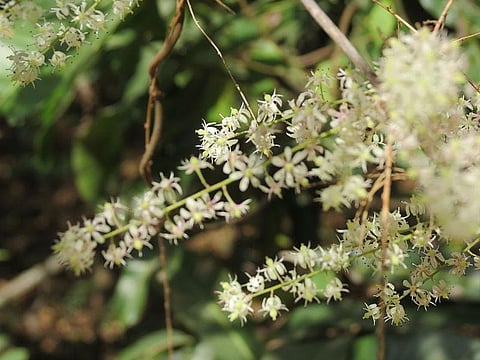 10 Ayurvedic Herbs That Are A Boon to Mankind| Newsgram