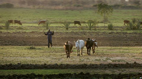 WeFarm- a Farmer to Farmer Digital Network – is Helping Farmers in remote villages of Kenya