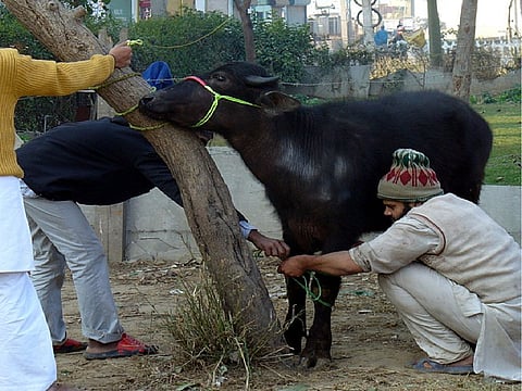 “Sacrifice Bad Habits, Not Animals This Eid”: RSS Muslim Wing