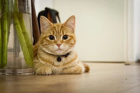 CatCon: The Largest Cat Convention in America Brings Together Cat Lovers from around the World