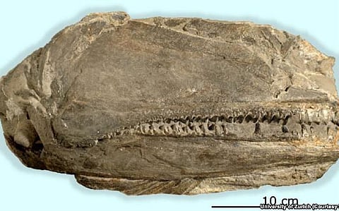 Newly Discovered Fish Fossil in Nevada (US) has Shark like Features