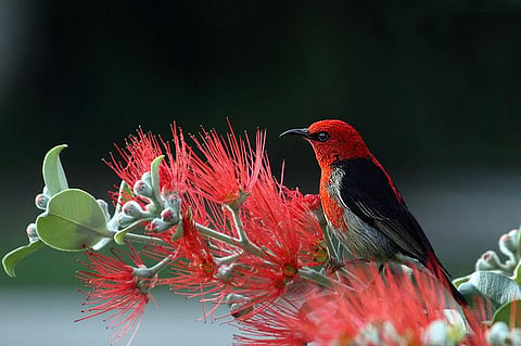 Reason Behind Multicolored Bird Feathers is Unveiled, Find Out Here!