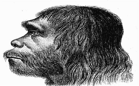 Researchers from Germany give new explanation to the extinction of Neanderthals