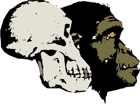 Was Human Evolution an Accidental Progression?