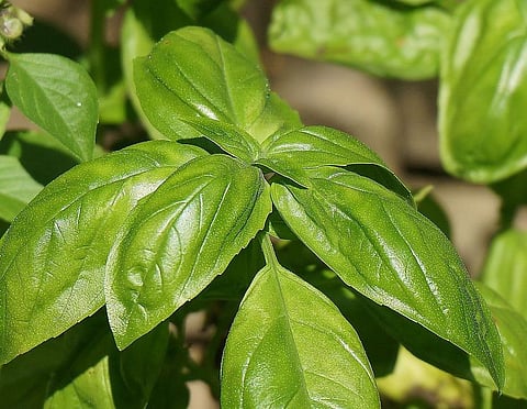 Basil is a Boon For Pregnant Women, Here’s Why!