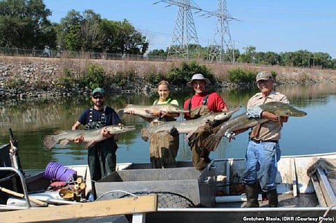 Living Fossil in Illinois Waterways: Disappeared from 1990’s Water, Fish “Alligator Gar” is back in US Rivers