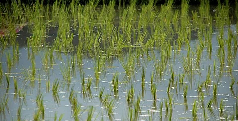 Rice Cultivation: Here’s Why it is an Important Means of Livelihood in Northeastern India!