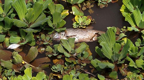 Tons of Dead Fish in Pakistan Prompt Authorities to conduct Drinking Water Tests
