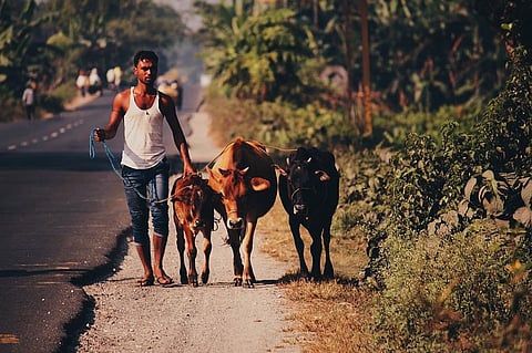 Gau Bharat Bharti: A Multilingual National Weekly Newspaper Dedicated to Holy Cows