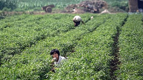 North Korea Reduces School Hours to Mobilize Students For Drought Measures