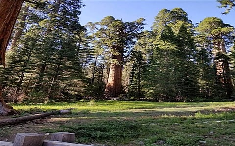 Trees of Life: 5 Sacred and Symbolic Trees in the World Today