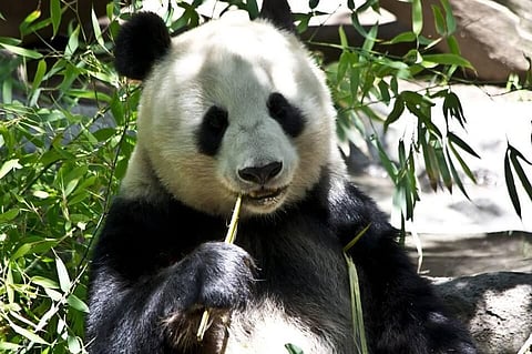 Conserving Pandas can Enrich Biodiversity along with Fighting Climate Changes: Study